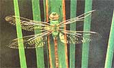 
Dragonflies are tougher than their delicate appearance would suggest.
